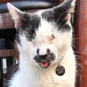 Meet your Posher, Cat